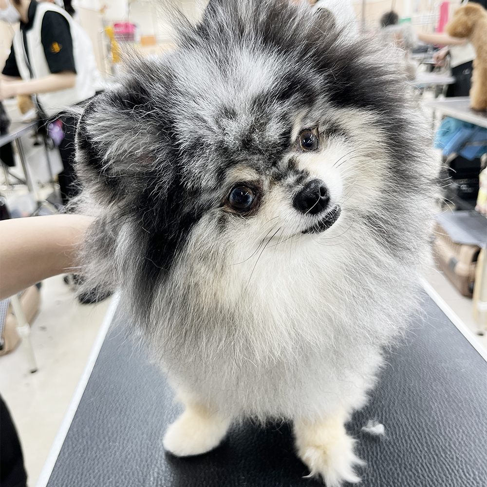 ポメラニアンＳＫＹちゃんのトリミング♪